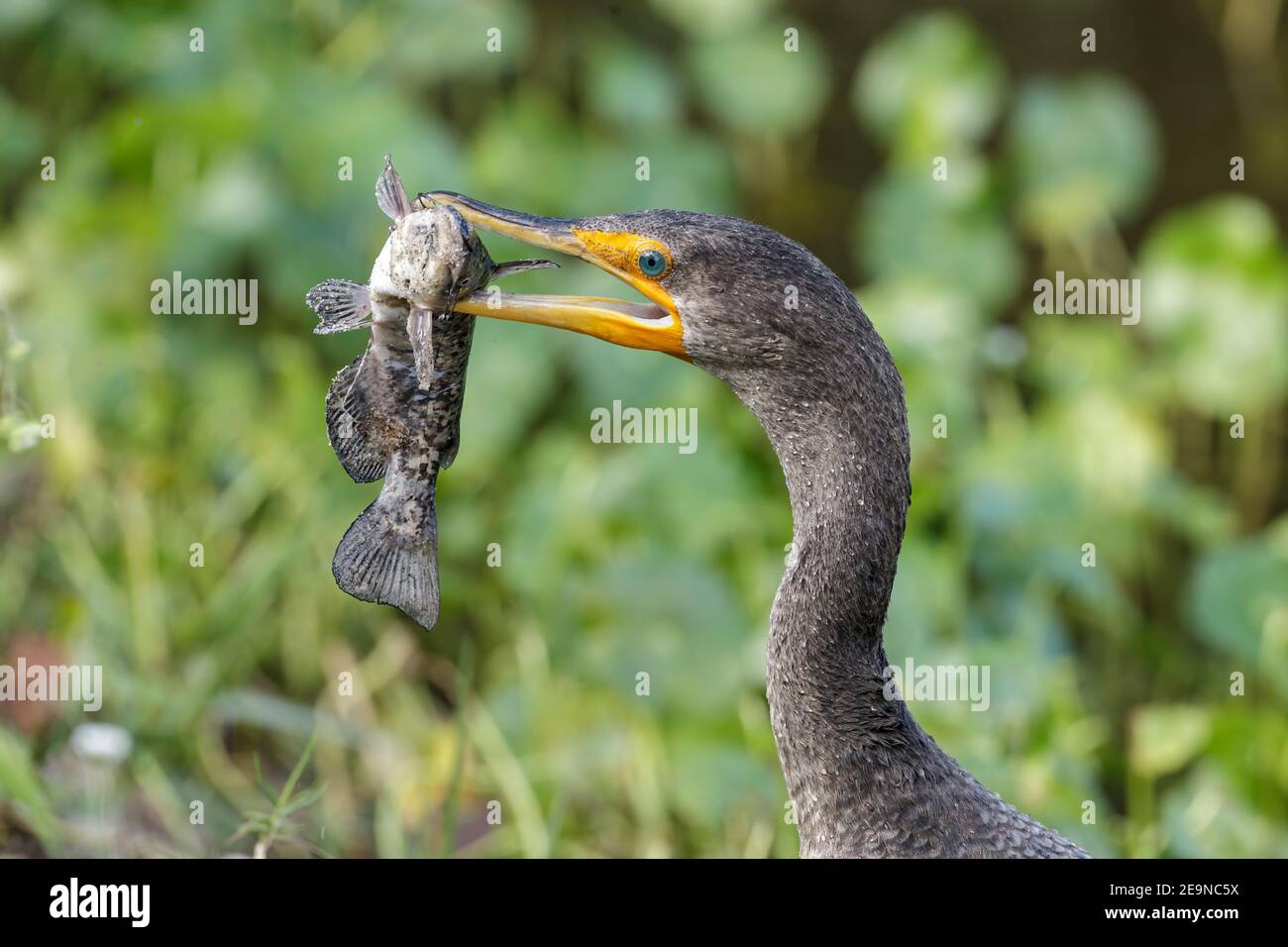 doublecrested cormorant, Phalacrocorax auritus, single bird eating a