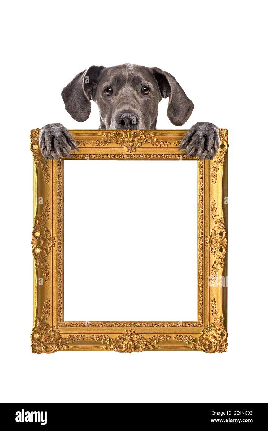 Great Dane dog holding an empty golden frame in front of a white background Stock Photo