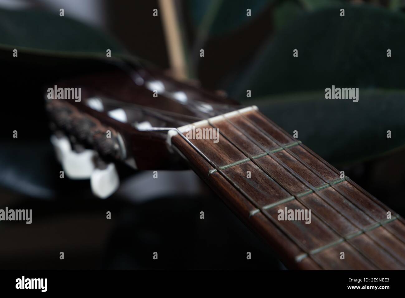 guitar fretboard with nylon strings on the background of a houseplant