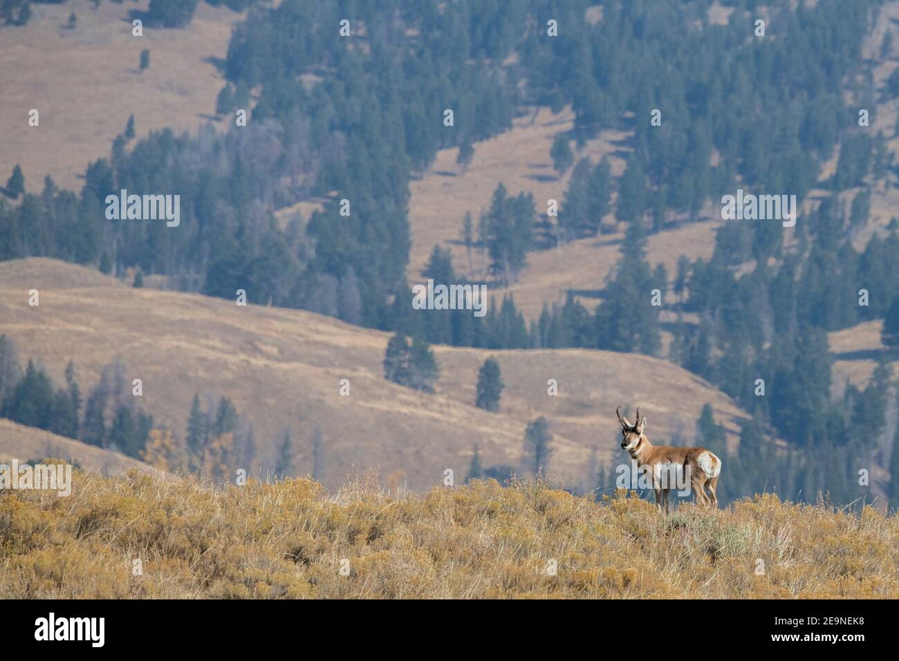 North America Wyoming Yellowstone National Park Lamar Valley Male