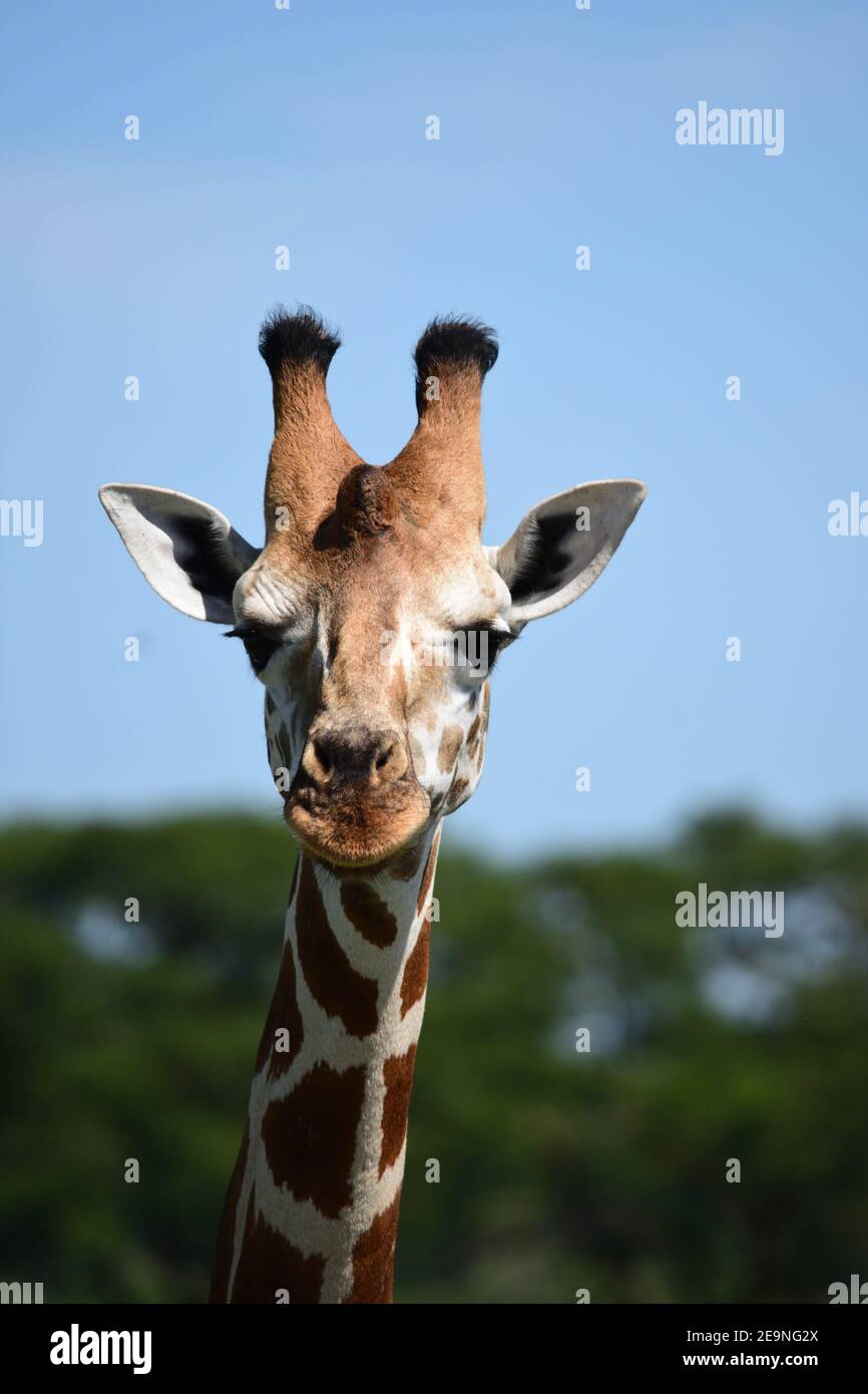 giraffe head in a awarnes position, safari in uganda. beautiful animal face, animal portrait Stock Photo