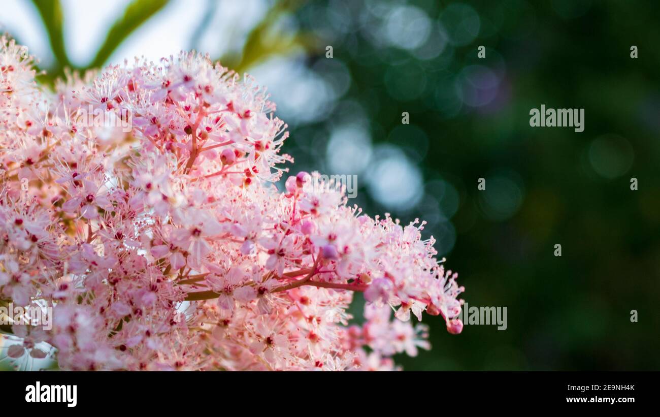 French tamarisk (Tamarix gallica) against green bokeh background, close up. Ornamental pink flowers Stock Photo