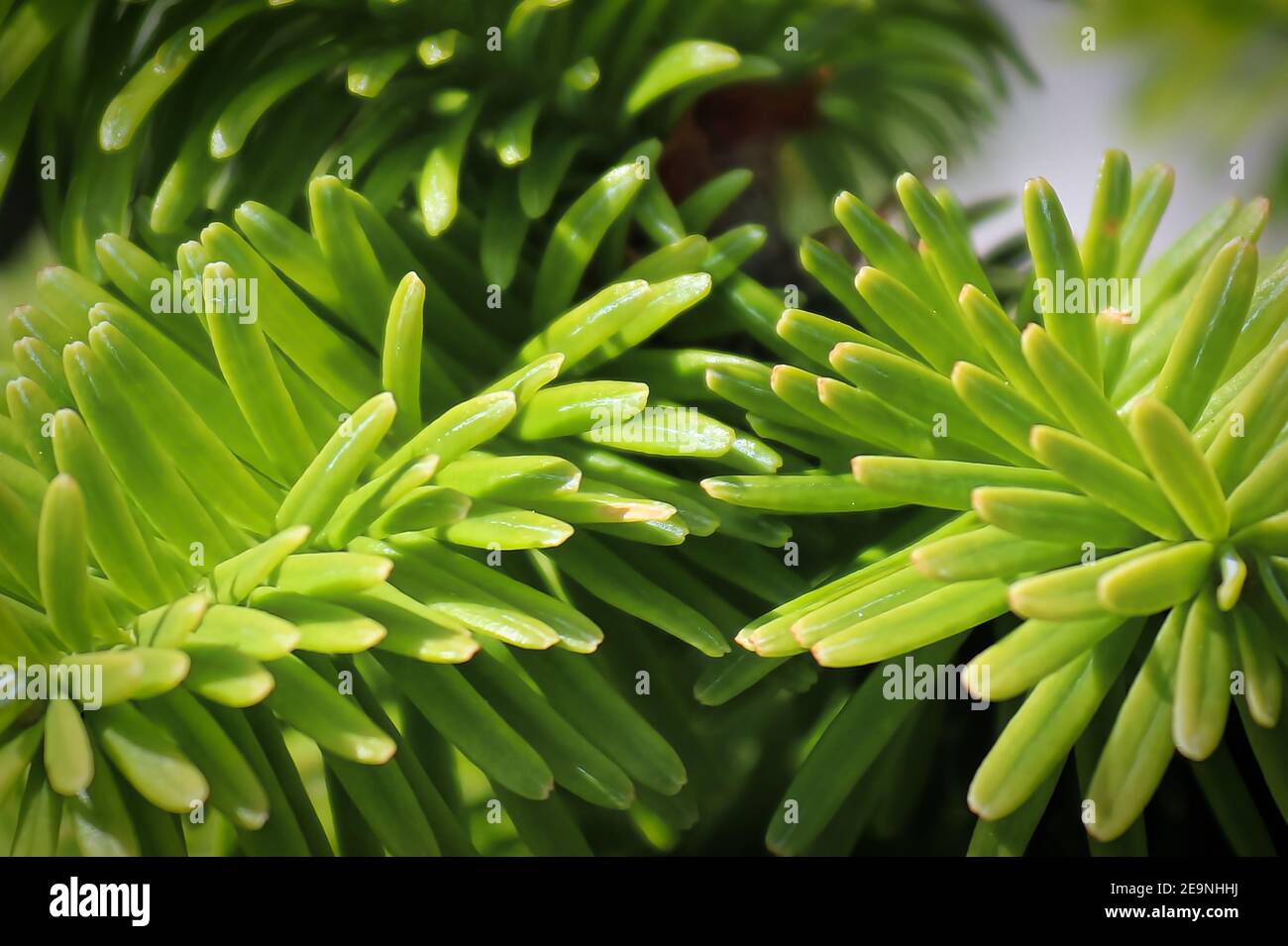 Closeup of the needles on a dwarf balsam fir. Stock Photo