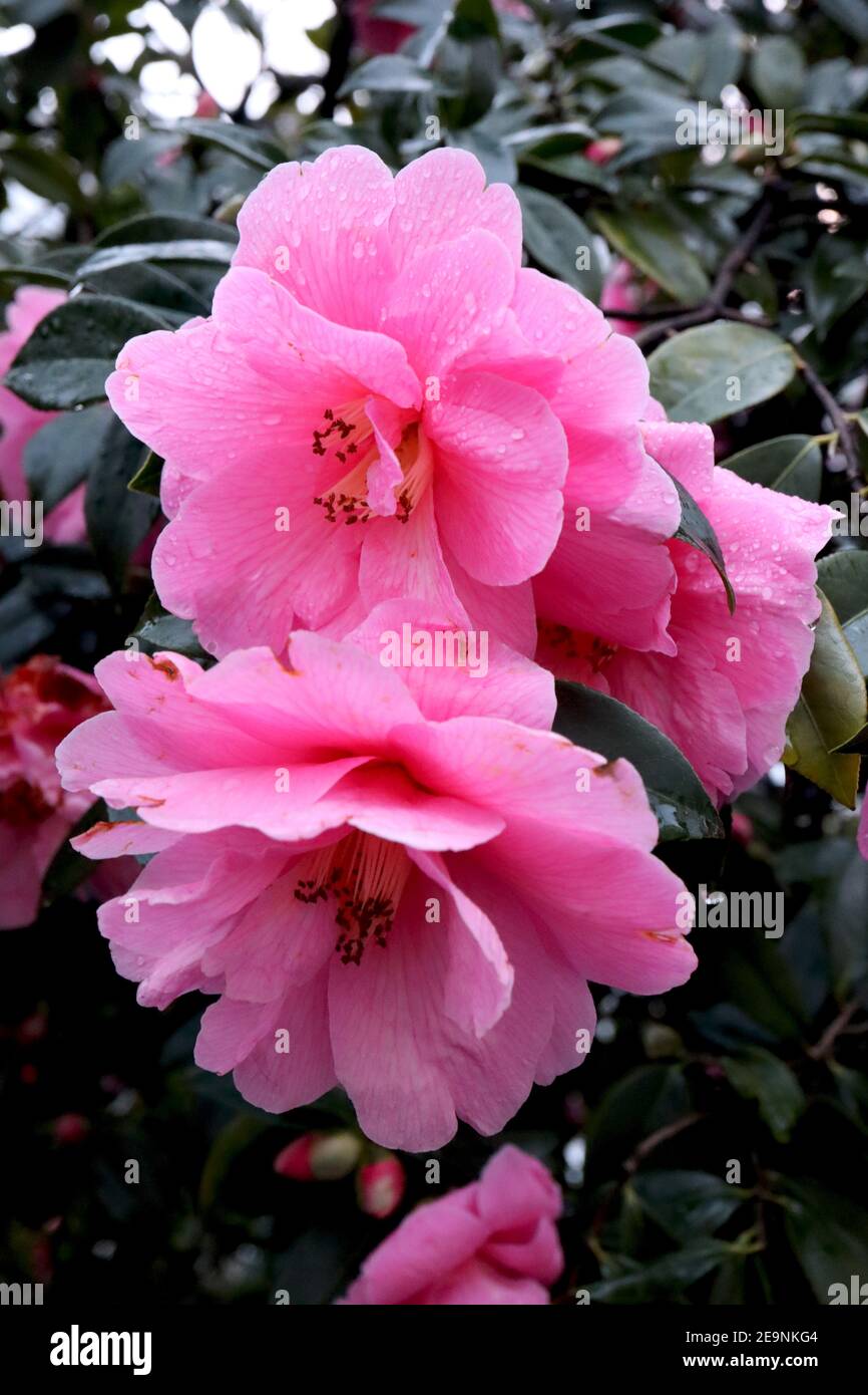 Camellia sasanqua x reticulata ‘Dream Girl’ Dream Girl camellia – large medium pink flowers with irregular wavy petals,  February, England, UK Stock Photo