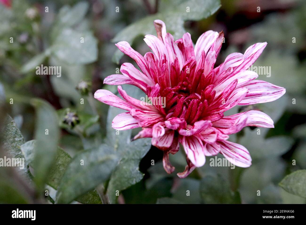Chrysanthemum ‘Stellini’ Stellini chrysanthemum – white flowers heavily streaked with purple, February, England, UK Stock Photo