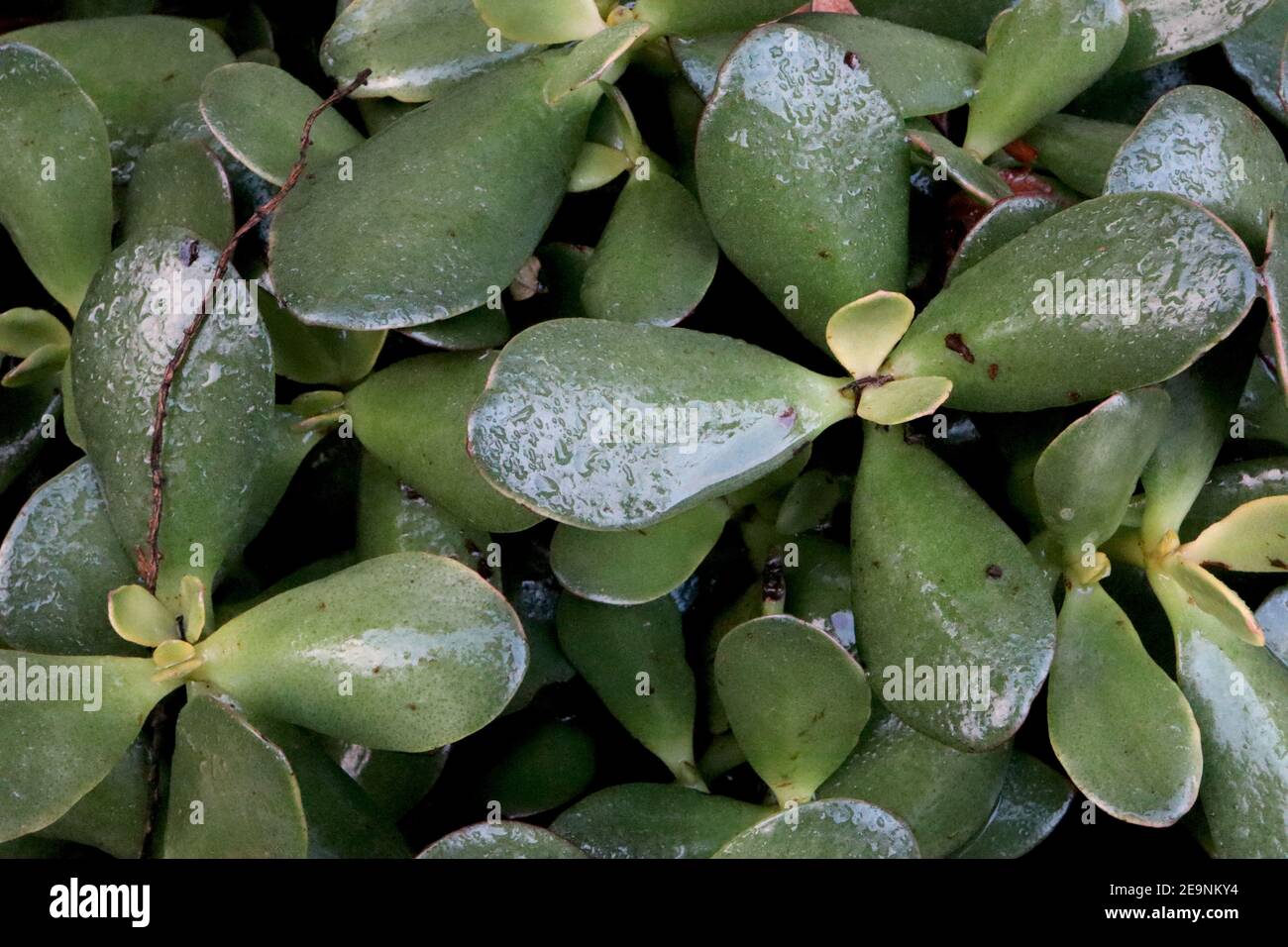 Crassula ovata Jade plant – thick fleshy jade green spoon-shaped leaves,  February, England, UK Stock Photo