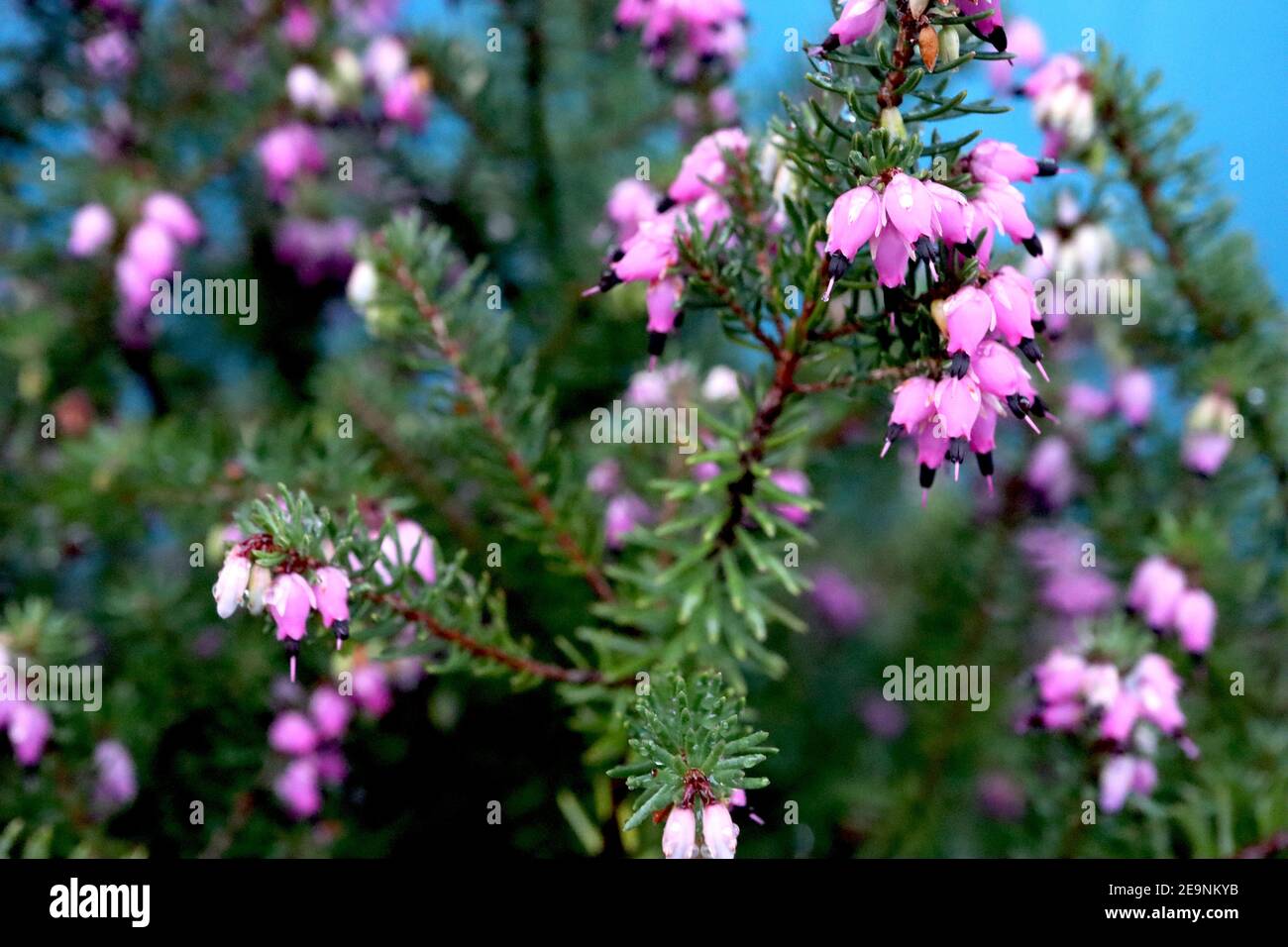 Erica x darleyensis ‘Mary Helen’ Winter heather Mary Helen – tiny urn-shaped pink flowers, black anthers, needle-like leaves,  February, England, UK Stock Photo