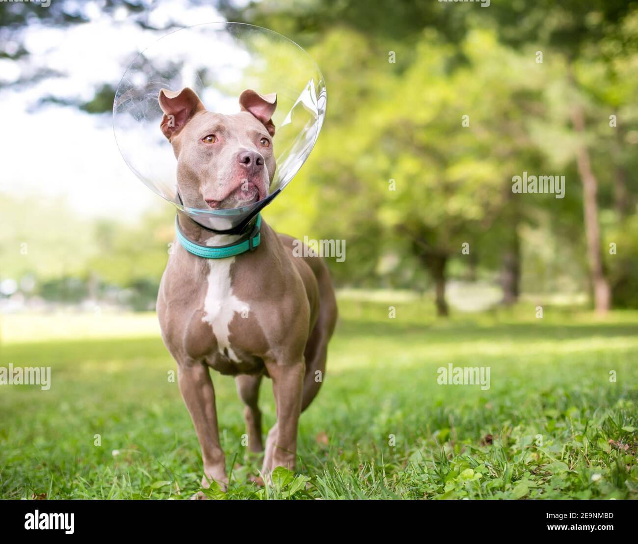 Buster collar hires stock photography and images Alamy