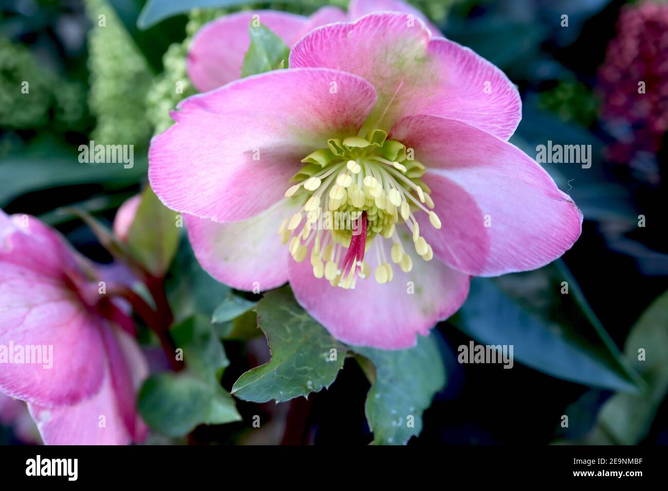 Helleborus (Rodney Davey Marbled Group) ‘Penny’s Pink’ Hellebore Penny’s Pink – deep pink flowers with marbled foliage,  February, England, UK Stock Photo