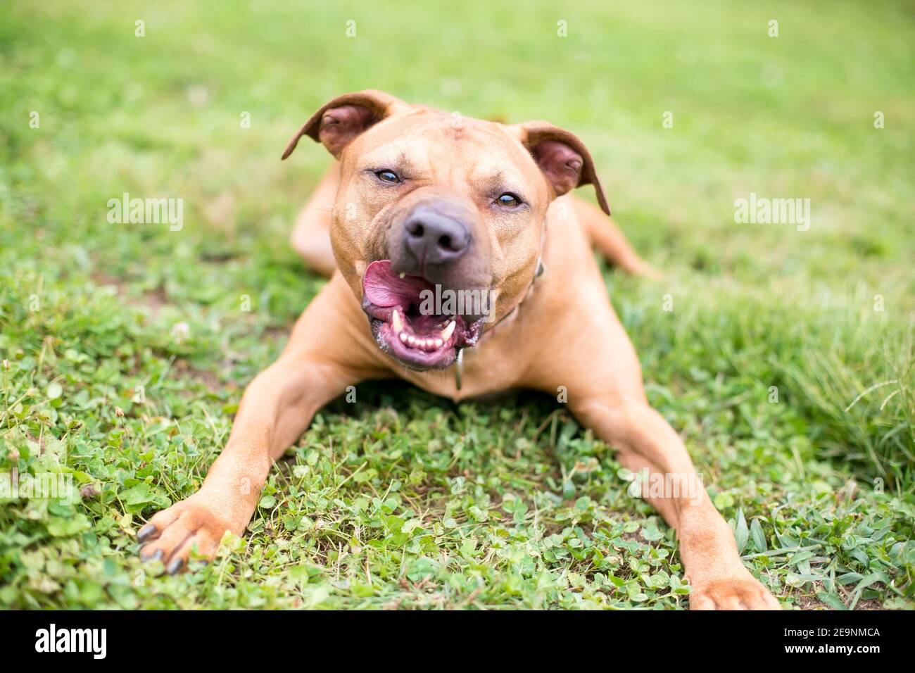 Pit Licking