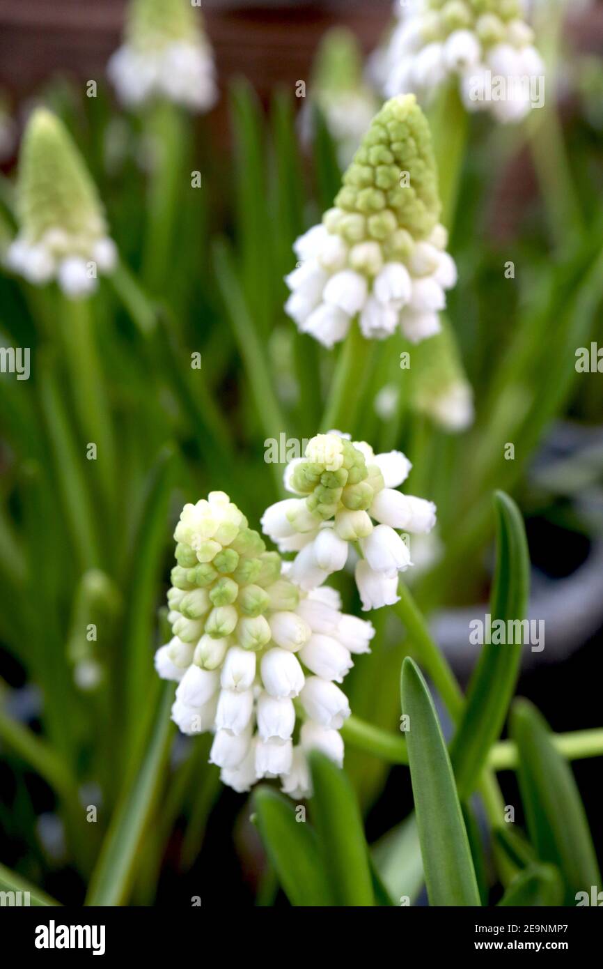 Muscari armeniacum ‘Album’ White grape hyacinth – cluster of tiny urn-shaped white flowers on conical flowerhead,  February, England, UK Stock Photo