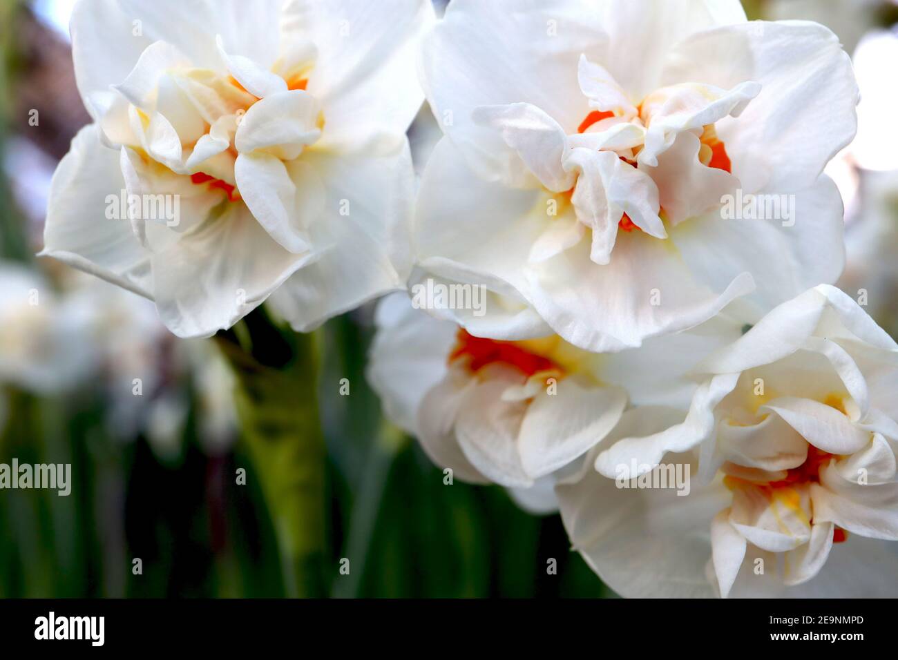 Narcissus Erlicheer / Daffodil Early Cheer Division 4 Double Daffodils - highly scented white double daffodils with orange segments, February, Stock Photo