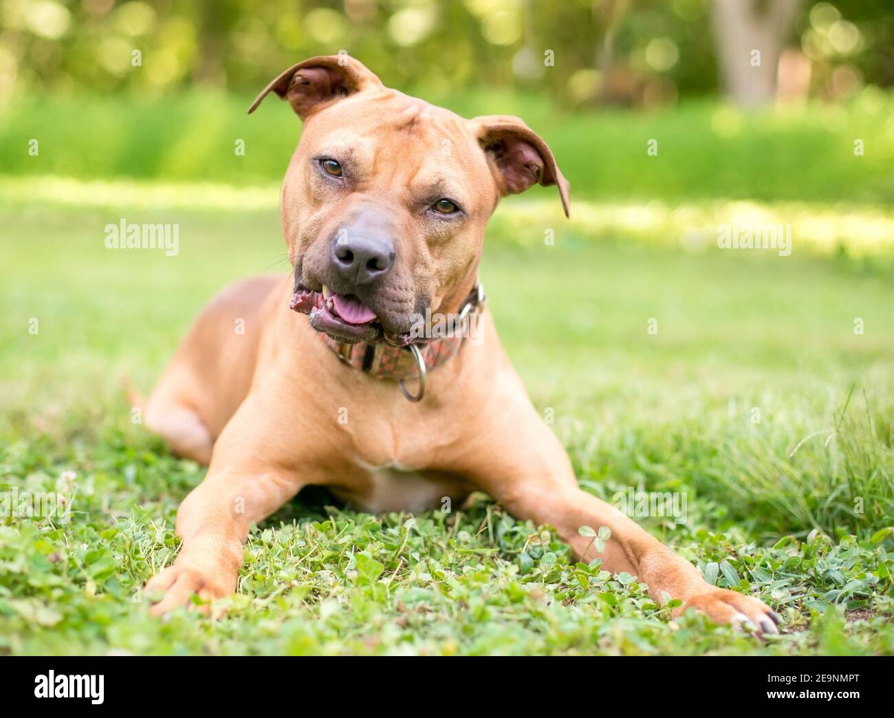 A Pit Bull Terrier mixed breed dog lying down in the grass and looking at the camera with a head tilt Stock Photo