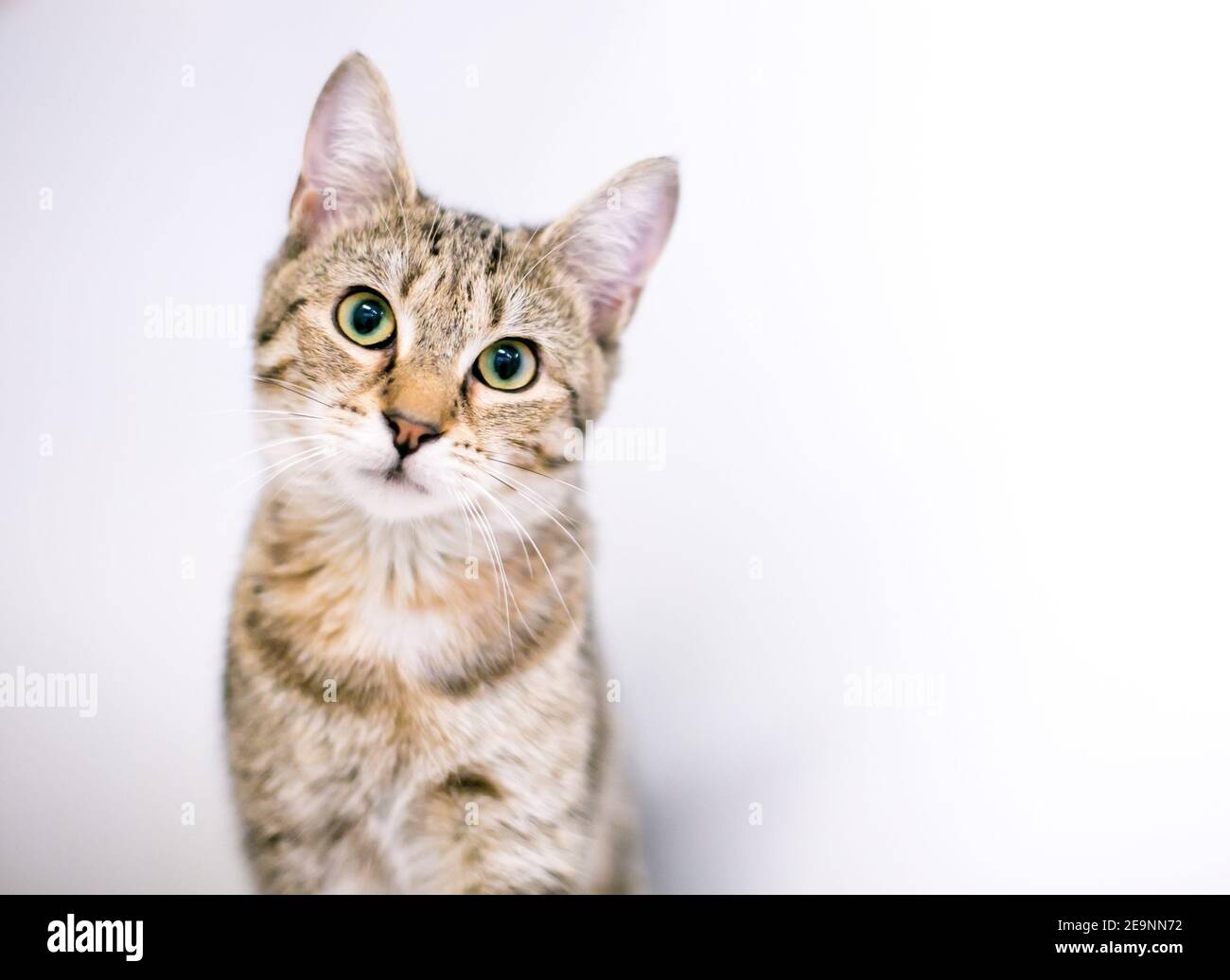 A cute tabby shorthair cat looking at the camera with a head tilt Stock Photo