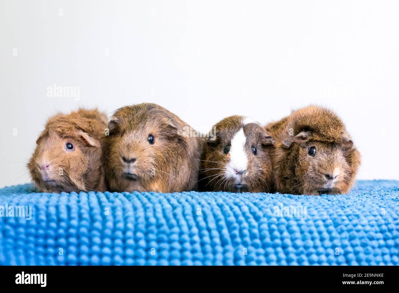A group of four pet Guinea Pigs lined up in a row on a blue blanket Stock Photo