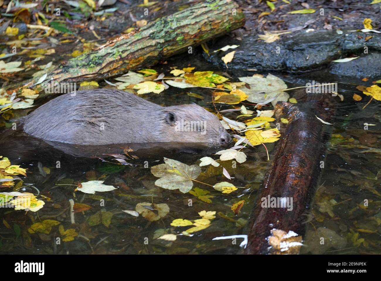 High angle shot of an otter swimming in the river gathering wood Stock Photo