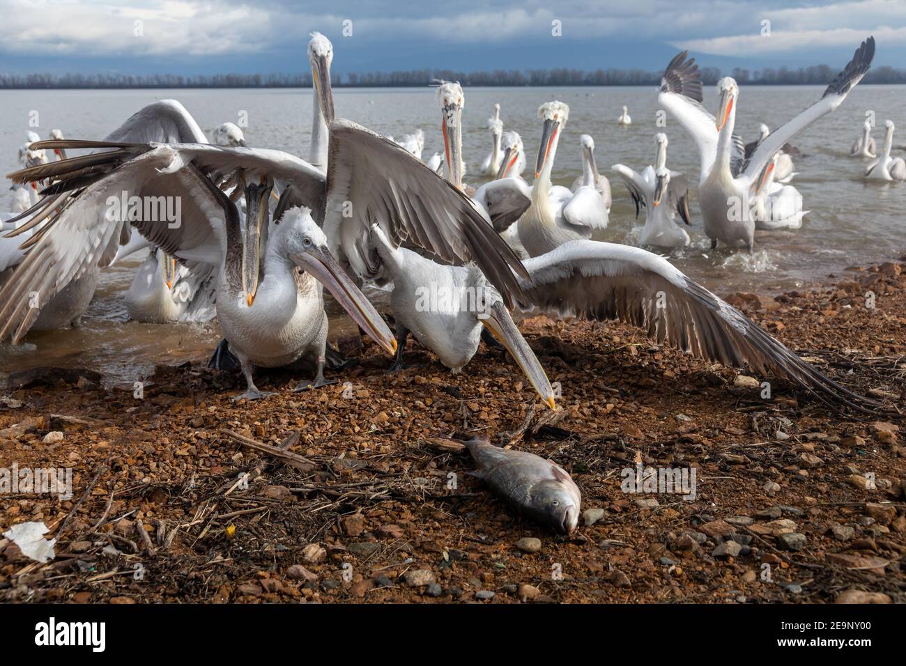 Pelicans catching fish  in Kerkini Lake in northern Greece. (Pelecanus crispus) Stock Photo