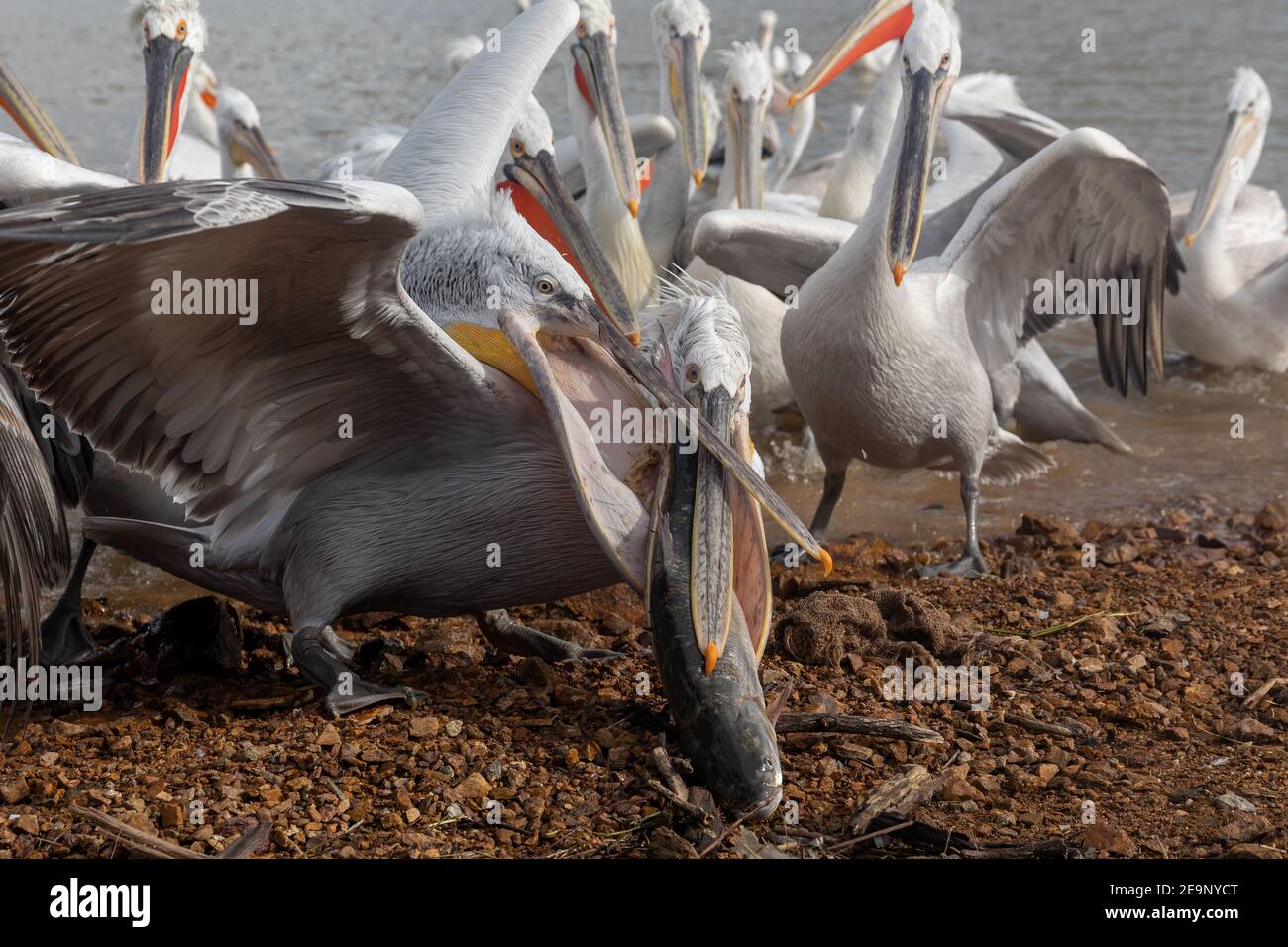 Pelicans catching fish  in Kerkini Lake in northern Greece. (Pelecanus crispus) Stock Photo