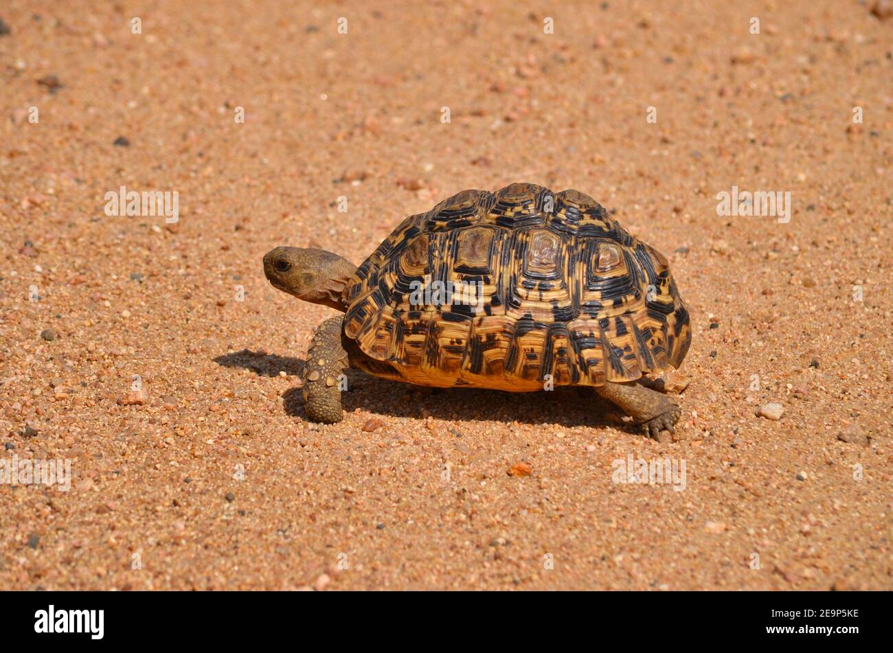 Small turtle in South Africa walkes over street Stock Photo
