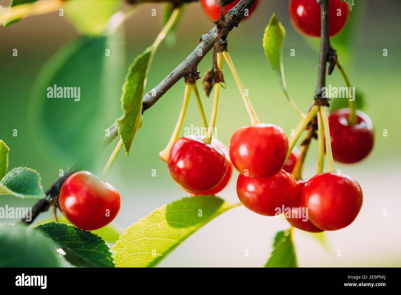 Red Ripe Cherry Berries Prunus subg. Cerasus on tree In Summer Vegetable Garden Stock Photo