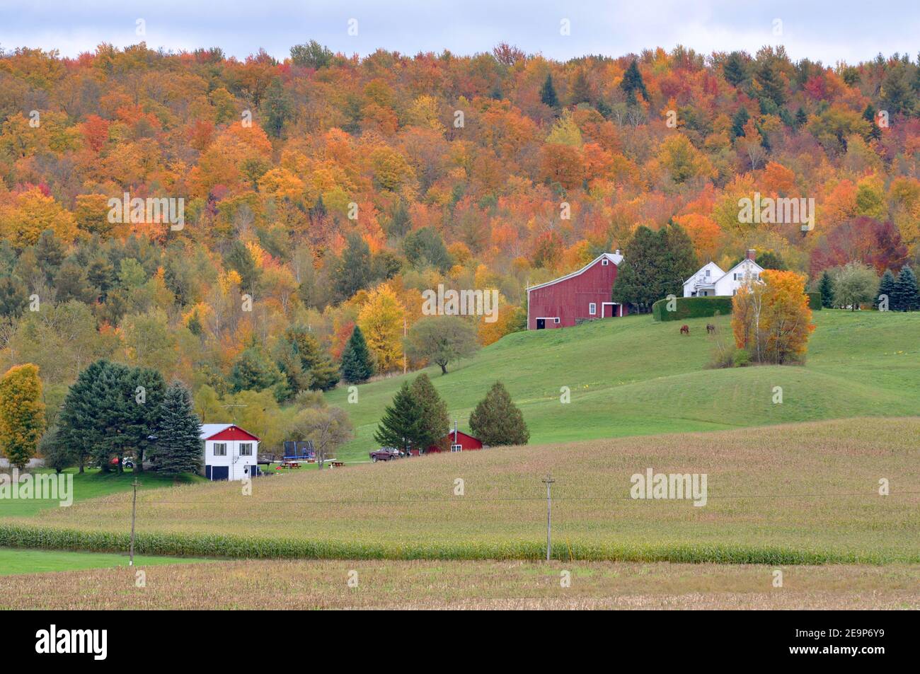 Vermont Fall Foliage with Dairy Cattles, Jeffersonville, Vermont VT