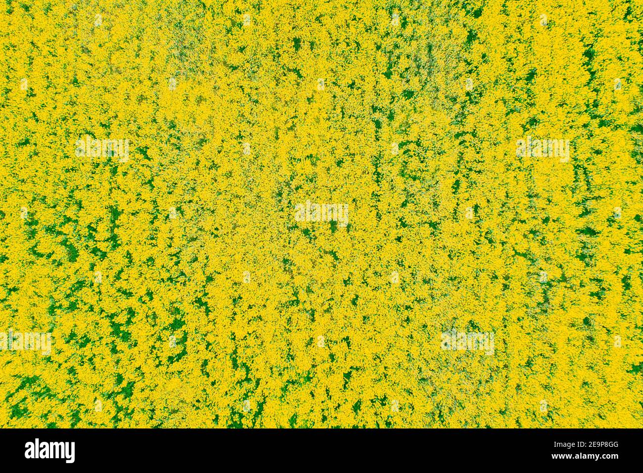 Aerial View. Agricultural Landscape With Flowering Blooming Rapeseed, Oilseed In Field Meadow In Spring Season. Blossom Of Canola Yellow Flowers Stock Photo