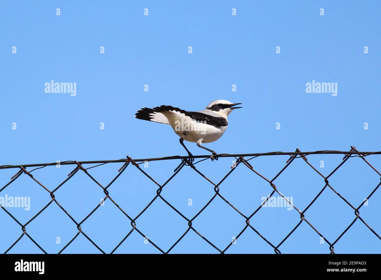 Striking migratory bird with attitude (Northern Wheatear, Oenanthe), perched & against a clear blue sky in the Sierra de Gredos area of central Spain. Stock Photo