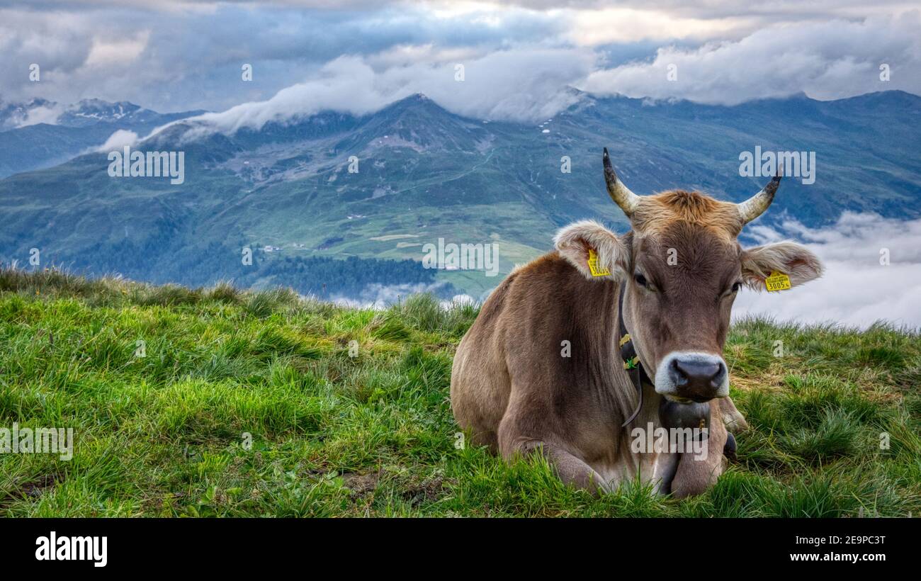 cow on pasture in the swiss mountains above daovs, switzerland. A storm is coming, graubunden swiss Stock Photo