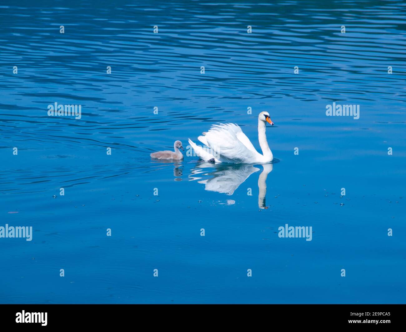 White swan with young grey cygnet on a blue lake Stock Photo