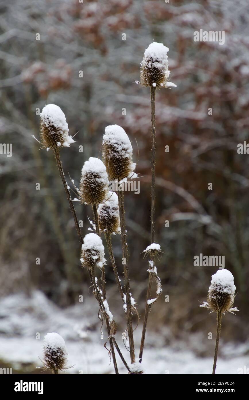 Wild teasel covered with snow in winter, also called Dipsacus fullonum or wilde karde Stock Photo