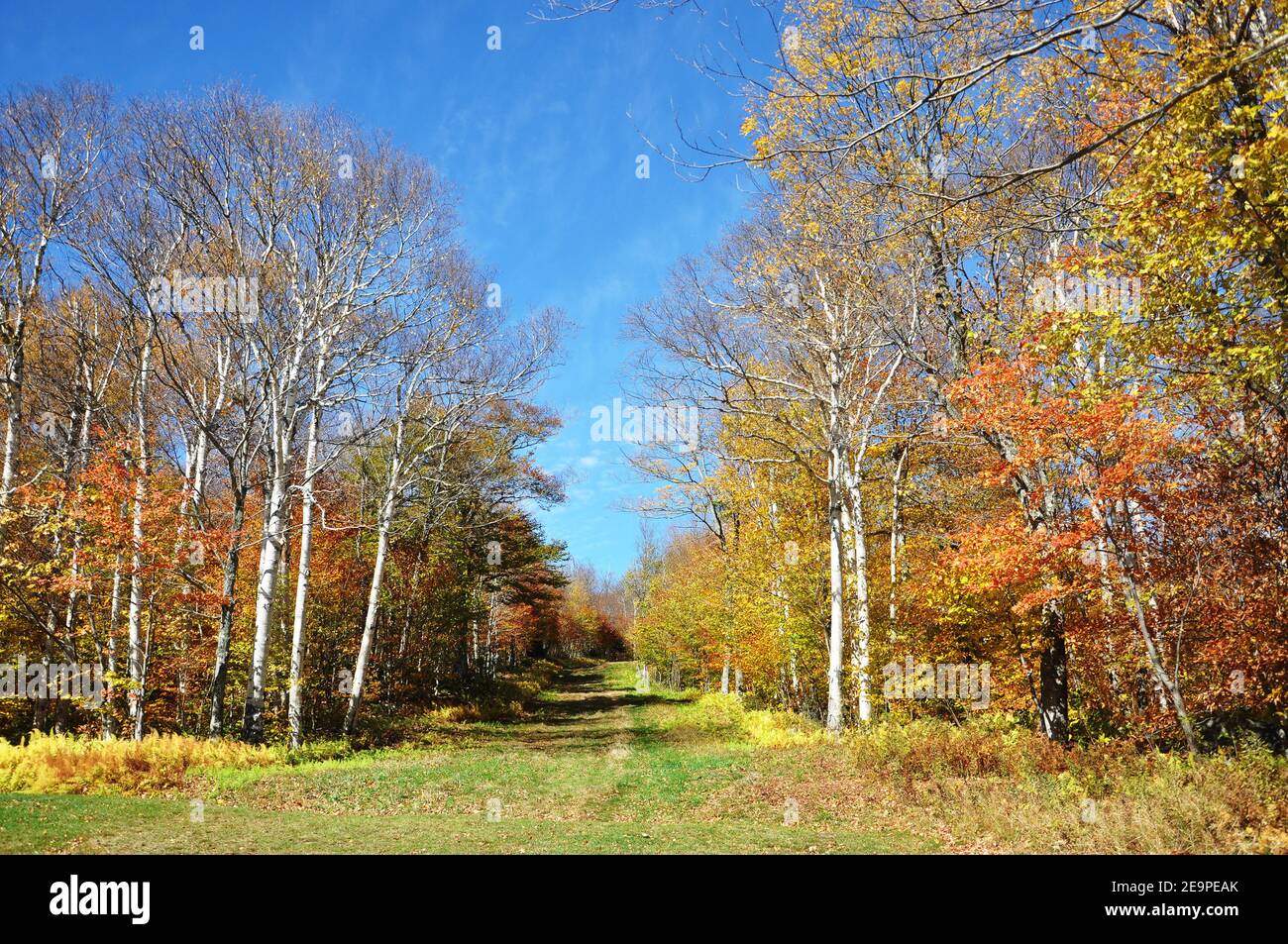 Hiking Trail to the peak of Mount Mansfield in fall with fall foliage in Green Mountain in Vermont VT, USA. Stock Photo
