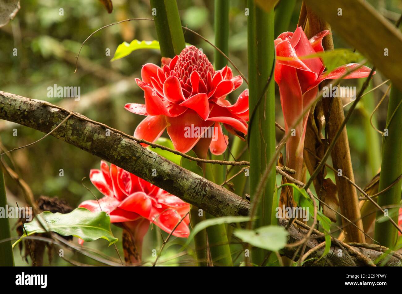 red plant Filipino wax flower. Lily, torchelingwers Stock Photo