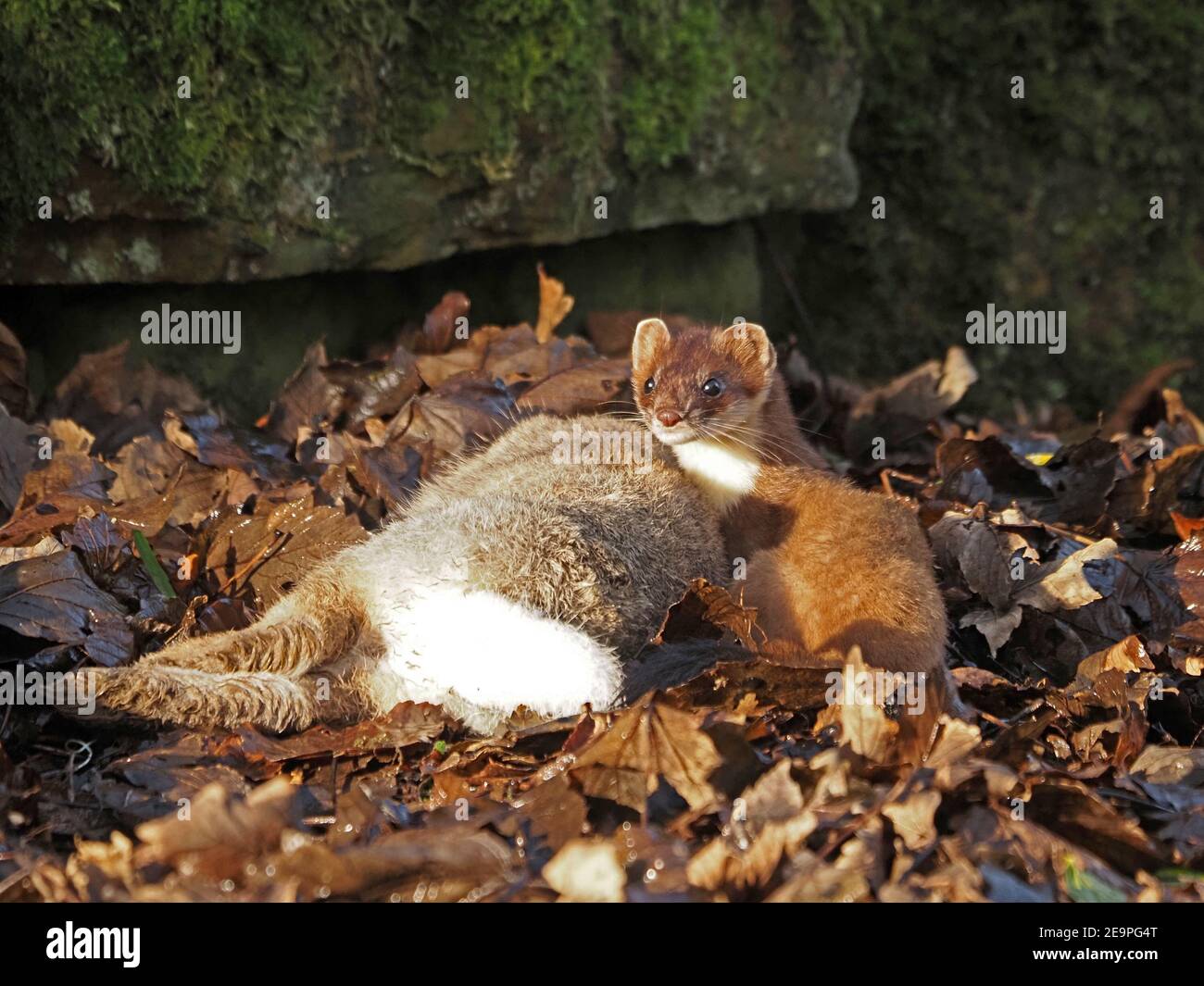 Fierce little hunter - bright-eyed & lithe Stoat (Mustela erminea) dwarfed by large rabbit kill in mossy undergrowth in rural Cumbria, England, UK Stock Photo