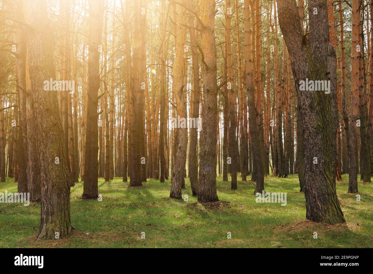 Thick spring forest with pine trees with back warm sun light. Clean environment outside Stock Photo