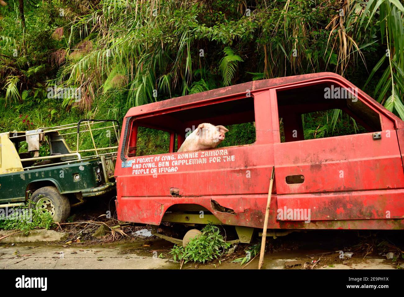 Pig looks out of broken car window Philippines Stock Photo