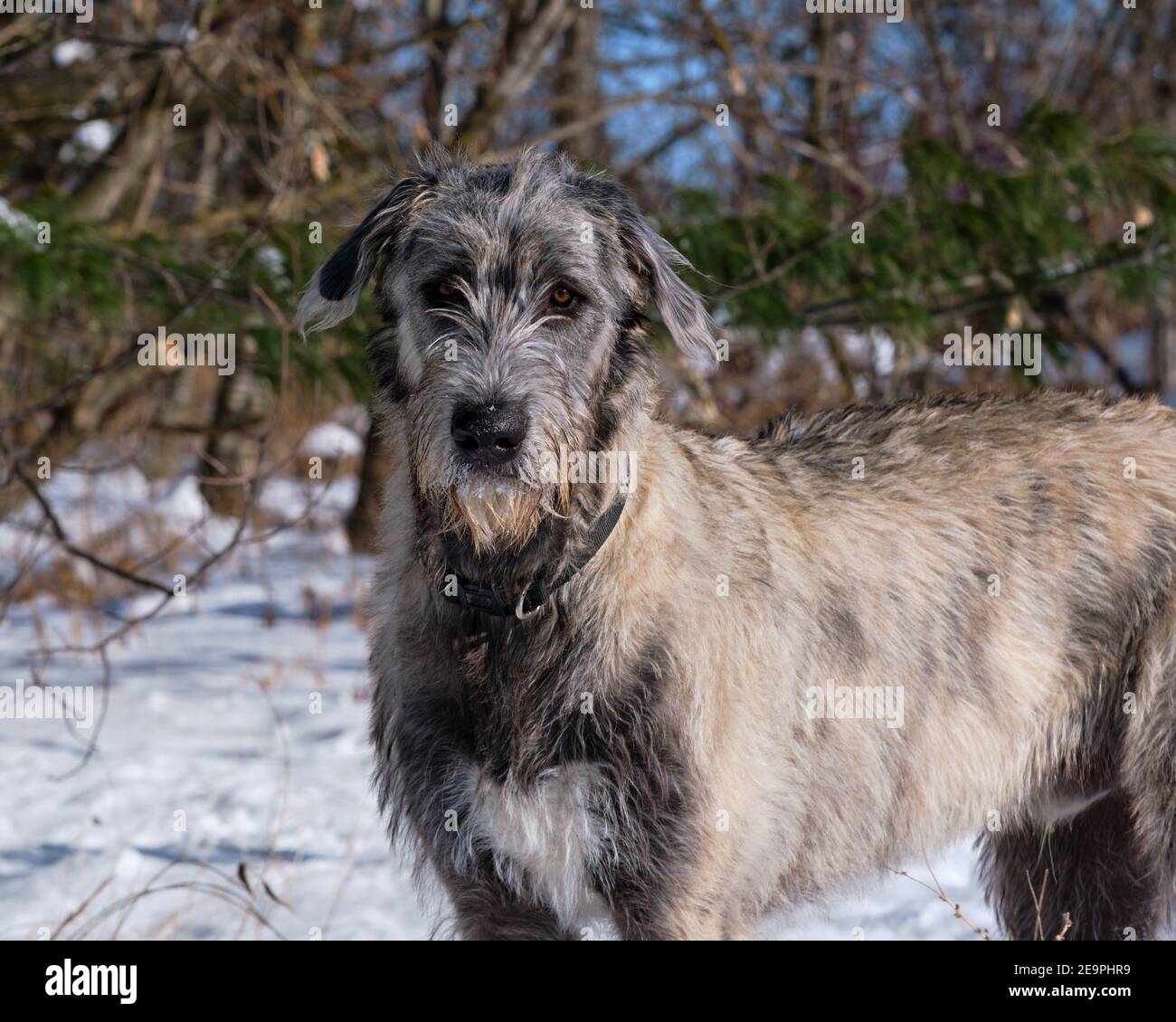 Seven month old Irish Wolfhound puppy looking at camera on a sunny winter day Stock Photo