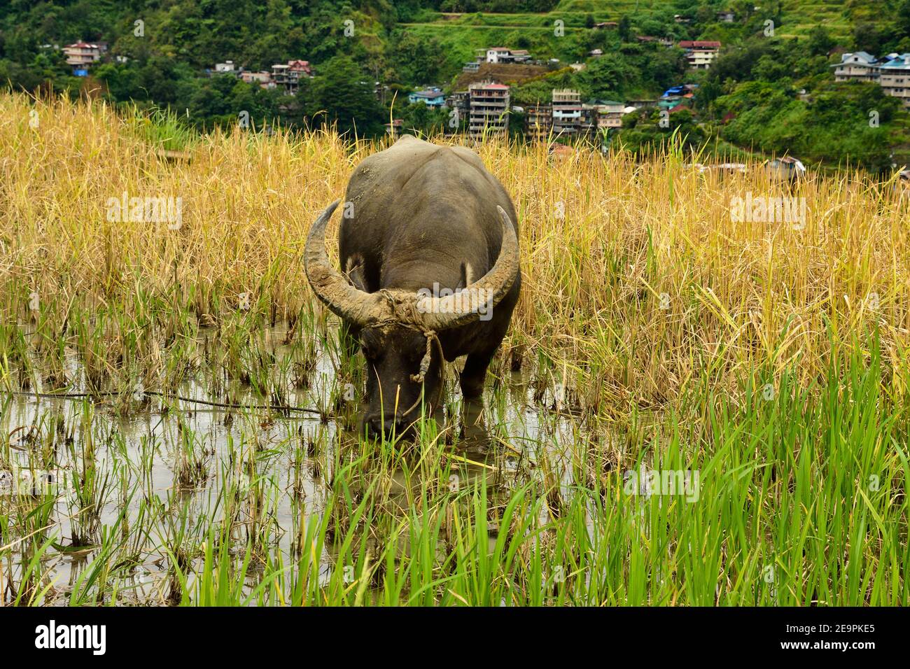 Carabao Water Buffel stands in the Rice Field in the Philippines Stock Photo