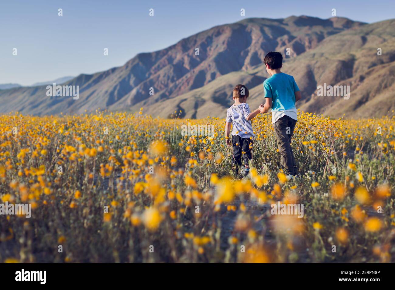 Two boys holding hands and walking on a wildflower field in the desert ...