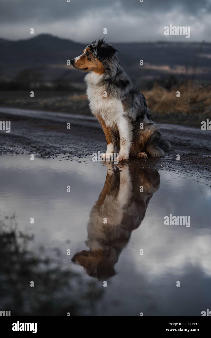 Dog australian shepherd blue merle sitting on german inner border reflection water Stock Photo