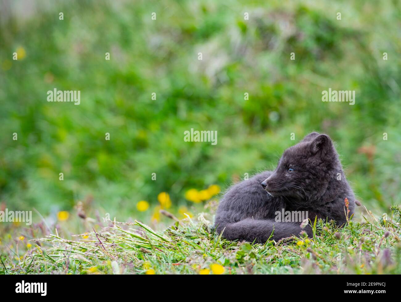 An Arctic fox in his summer fur curled away in the Icelandic highlands Stock Photo