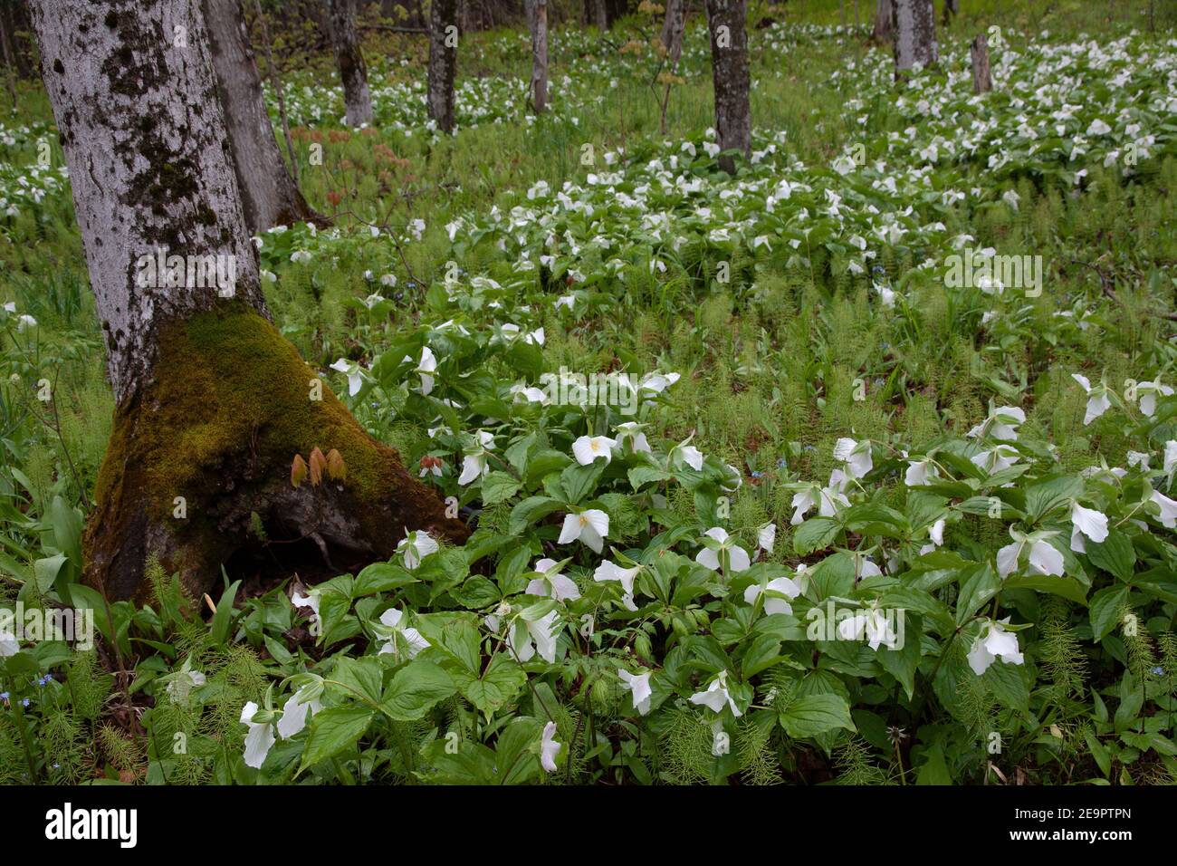 Large-flowered White Trillium (Trillium grandiflorum), Spring, E USA, by Dembinsky Photo Assoc Stock Photo