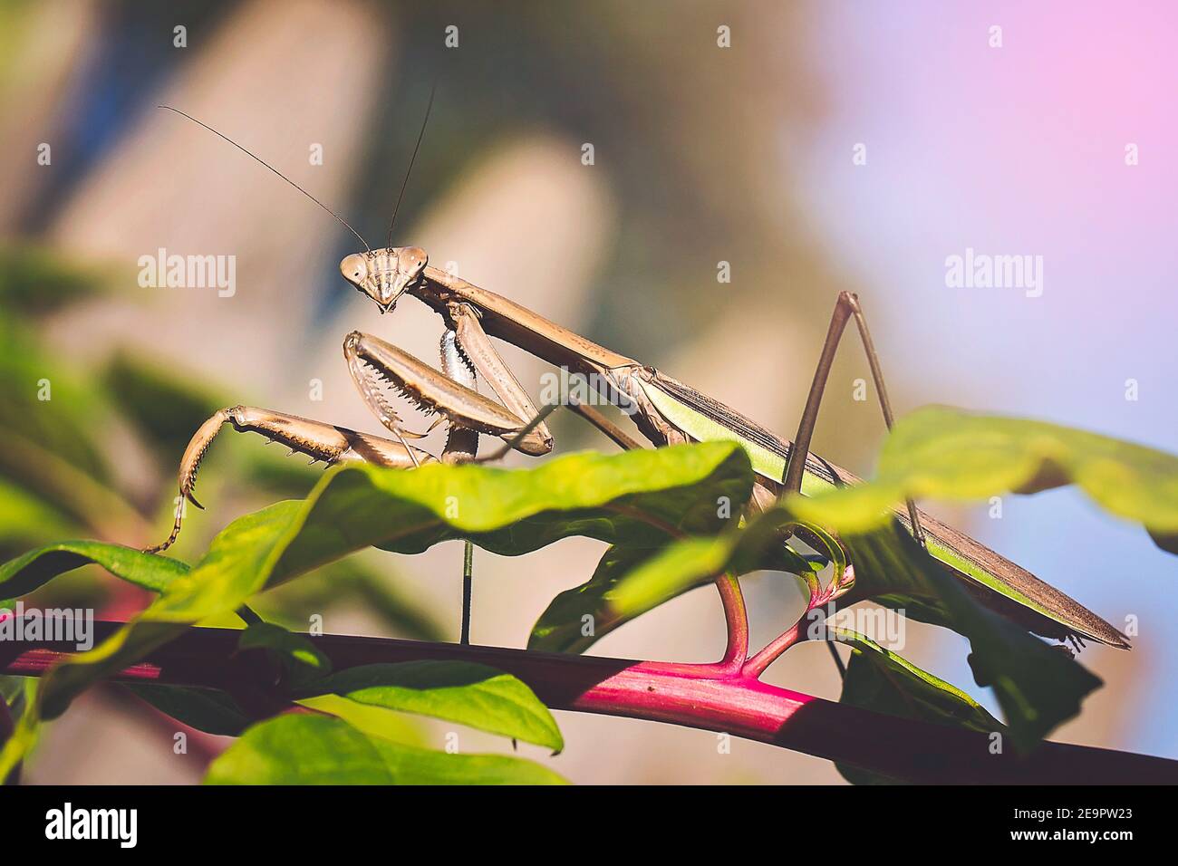 Praying Mantis Insect Horizontally On Green Vine With Direct Gaze Stock Photo