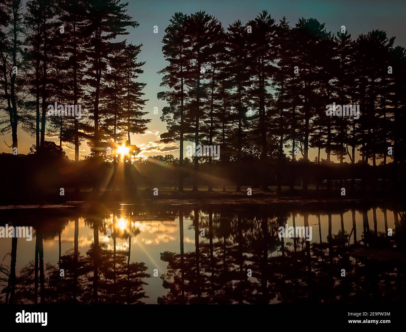 Summer Setting Sunset Behind Tall Pine Trees With Pond In Foreground Stock Photo