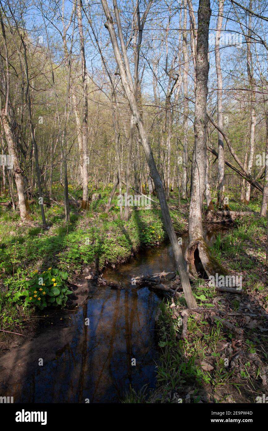 Marsh Merrigolds (Caltha palustris) blooming along woodland stream, Spring, E USA, by Carol Dembinsky/Dembinsky Photo Assoc Stock Photo