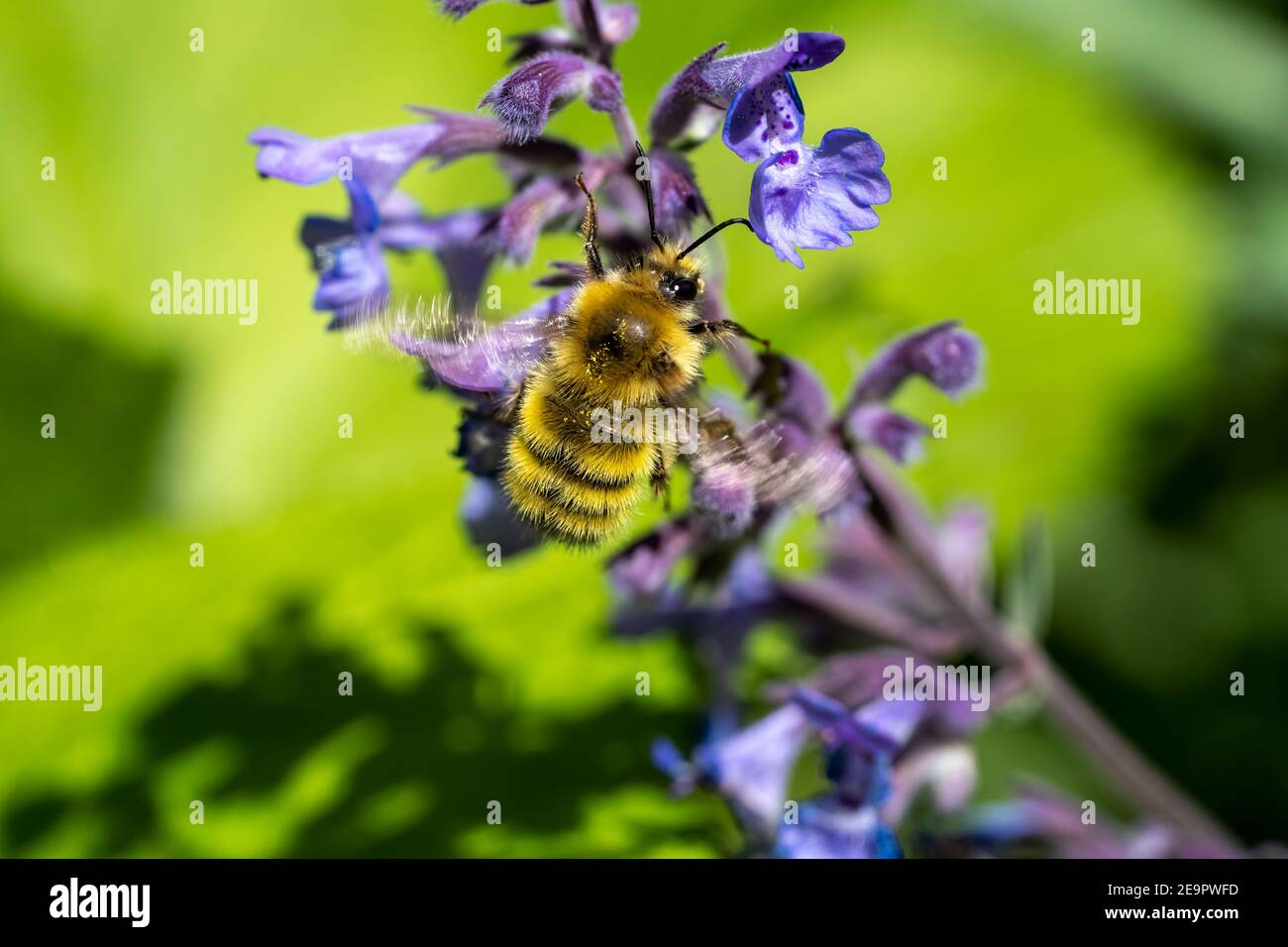 Issaquah, Washington, USA.  Honeybee pollinating a Walker's Lowcatnip (Nepeta Walker's Low) Stock Photo