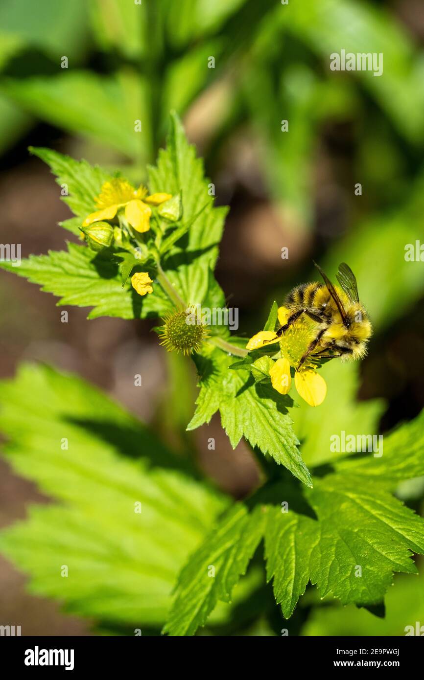 Issaquah, Washington, USA.  Honeybee pollinating Large-leaved Avens wildflower. Stock Photo