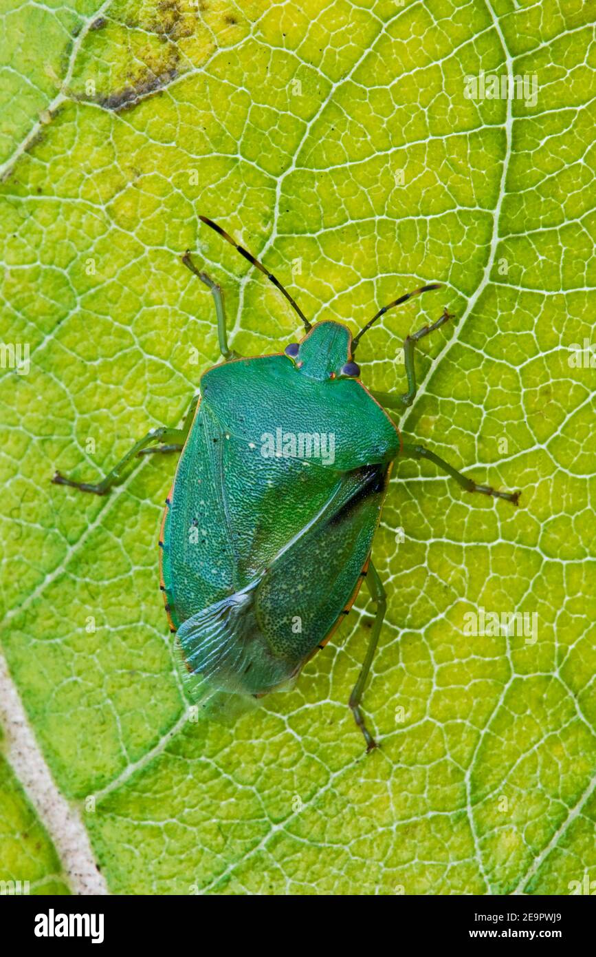 Green stink bug (Chinavia hilaris) resting on Common Milkweed (Asclepias syriaca), E USA, by Skip Moody/Dembinsky Photo Assoc Stock Photo