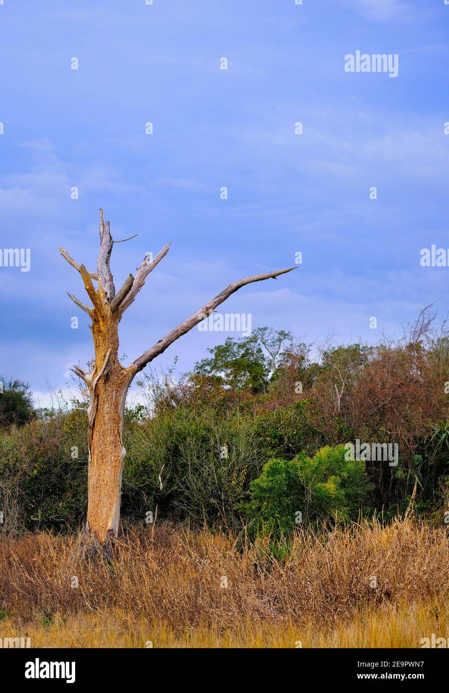 Bare Tree Missing Bark Stock Photo Alamy