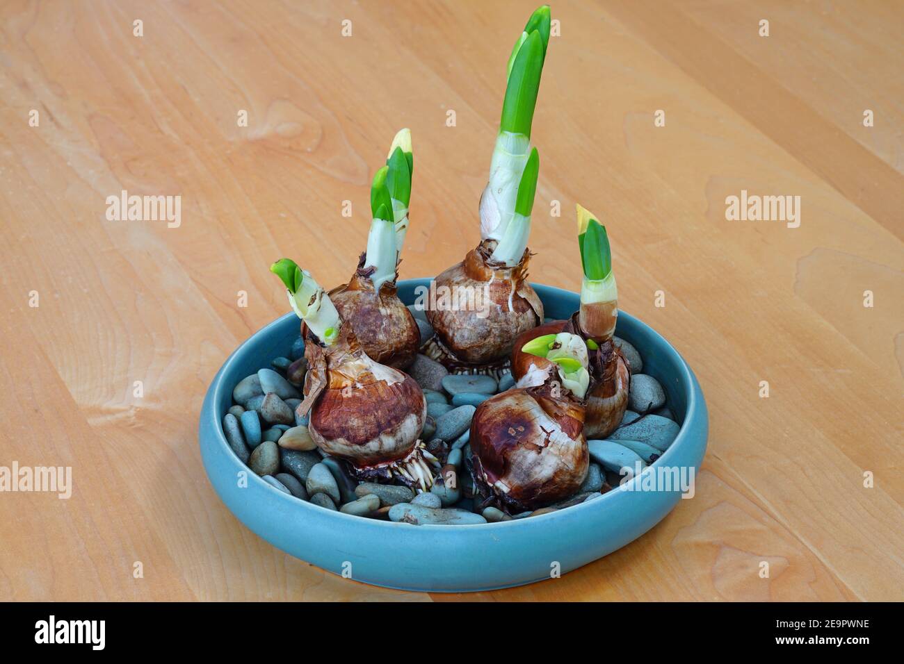 Forcing paperwhite narcissus bulb flowers in water and rocks Stock