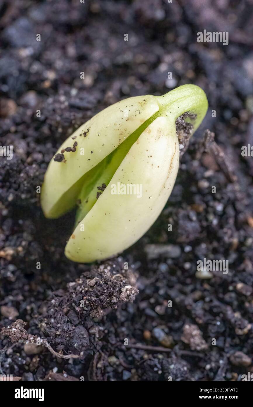 Issaquah, Washington, USA.  Monte Cristo Pole Bean seedling about to sprout cotyledons, the first leaves produced by plants. Stock Photo